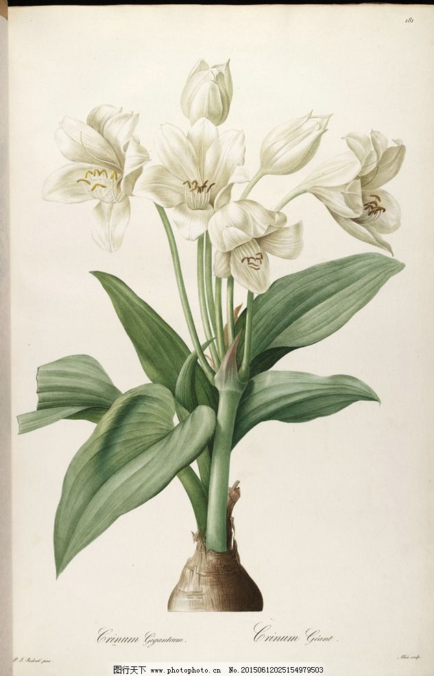 Giant Crinum