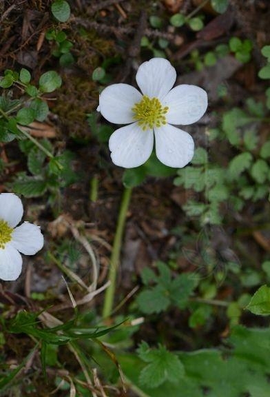 擬條葉銀蓮花