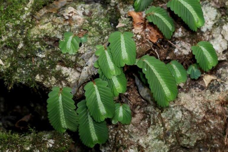 無角南川樓梯草