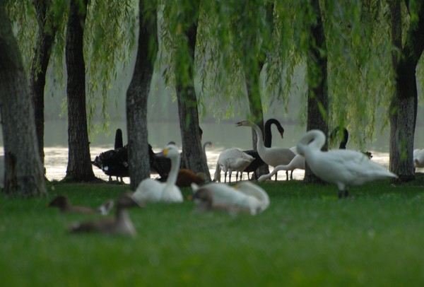 安徽迪溝國家濕地公園