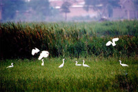 衡水湖濕地和鳥類保護區