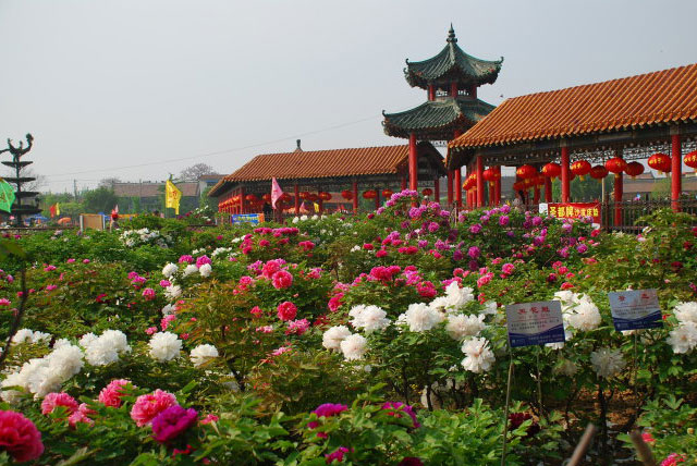 曹州百花園