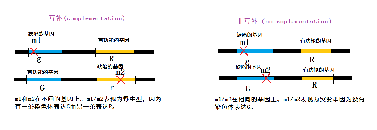 互補測驗