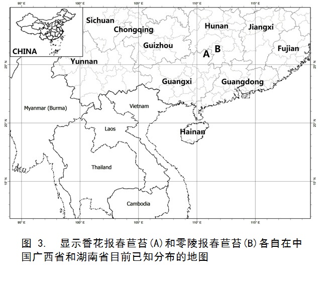 香花報春苣苔