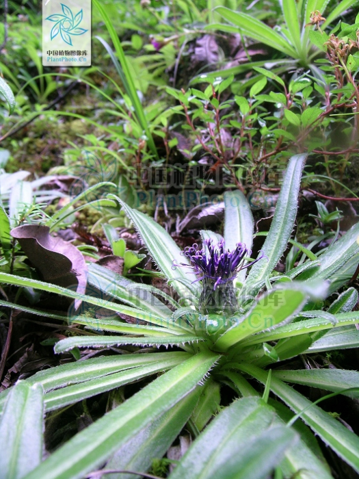 硬苞風毛菊