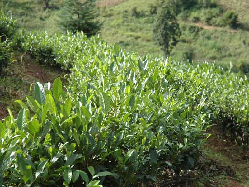 茶葉產業