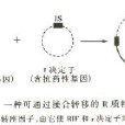 R質粒