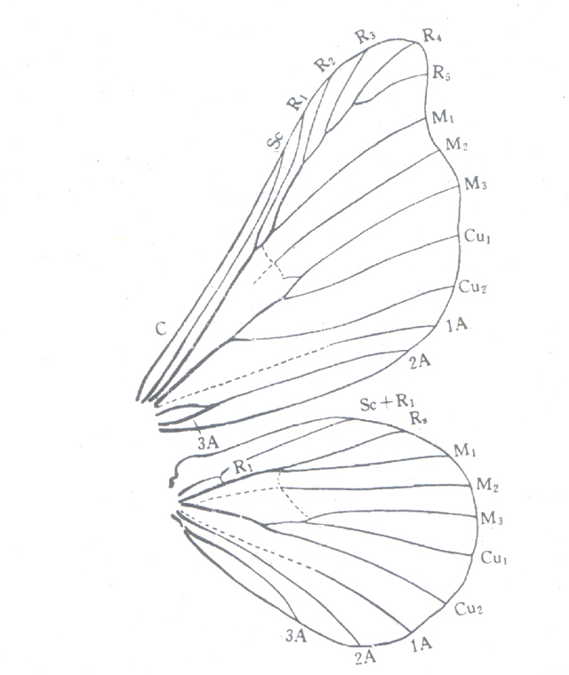 蠶蛾科翅脈