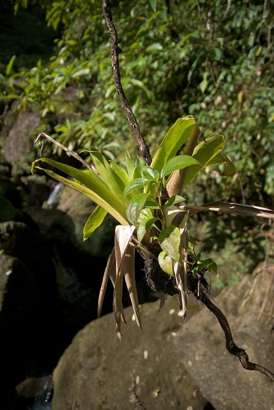 附生植物2