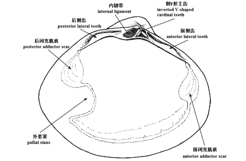 圖2蛤蜊科左殼內部模式圖