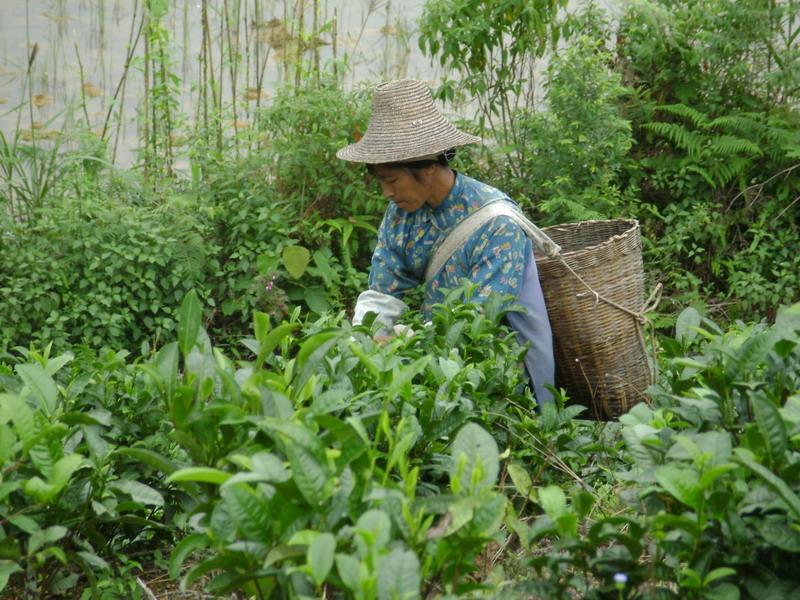 茶葉種植