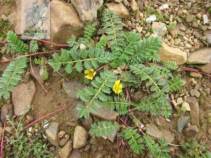 小葉委陵菜(小葉委陵菜（原變種）)