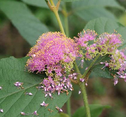 杜虹花(台灣紫珠)