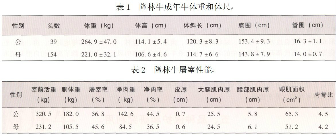 隆林牛