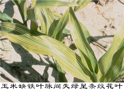 夏玉米缺素症