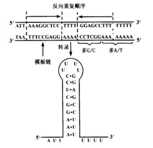 結構基因