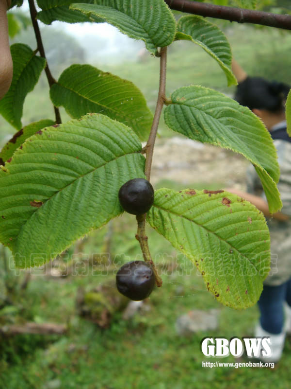 氈毛稠李