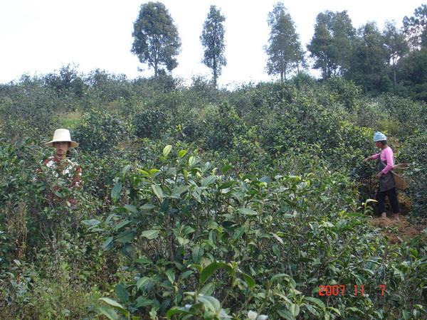 茶葉種植