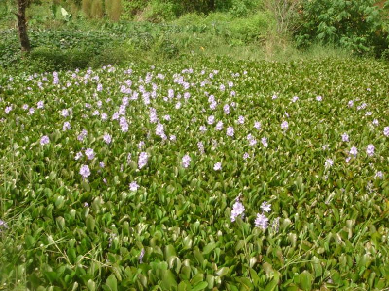 水草種植