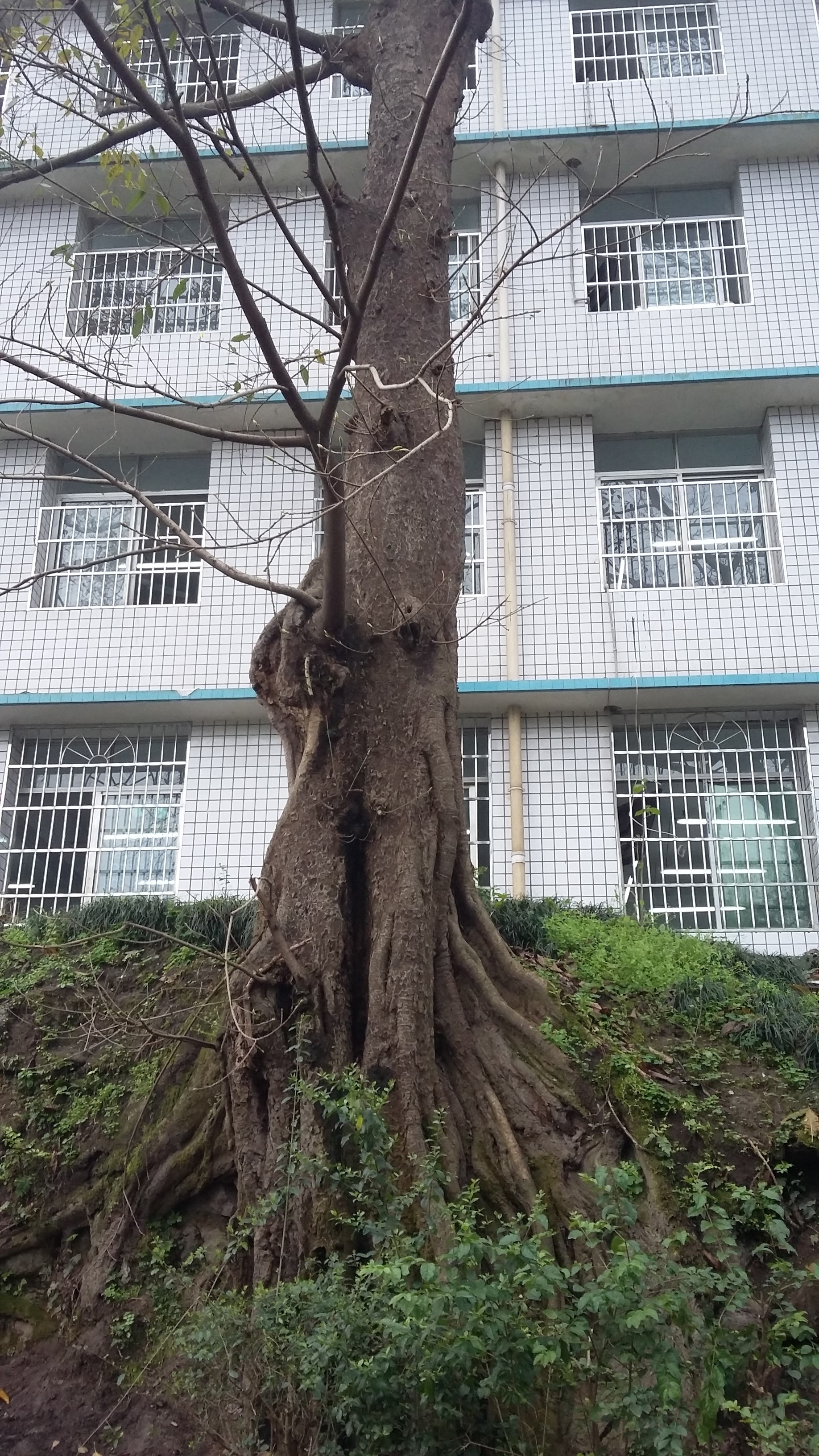 綦江區東溪書院街國小