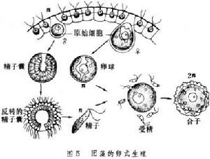 受精（植物）