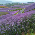 黔北花海