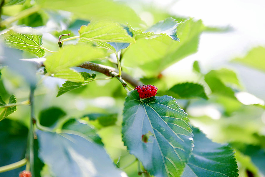 臨清椹果