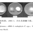 鐮刀真菌