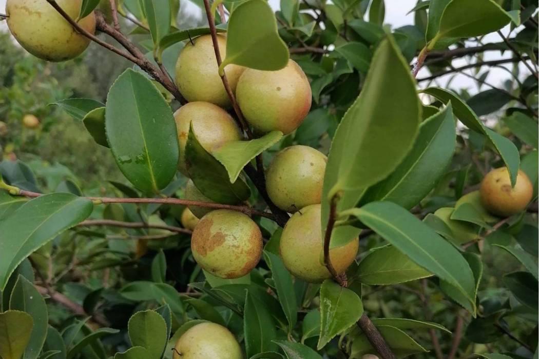 油茶無性系湘林373