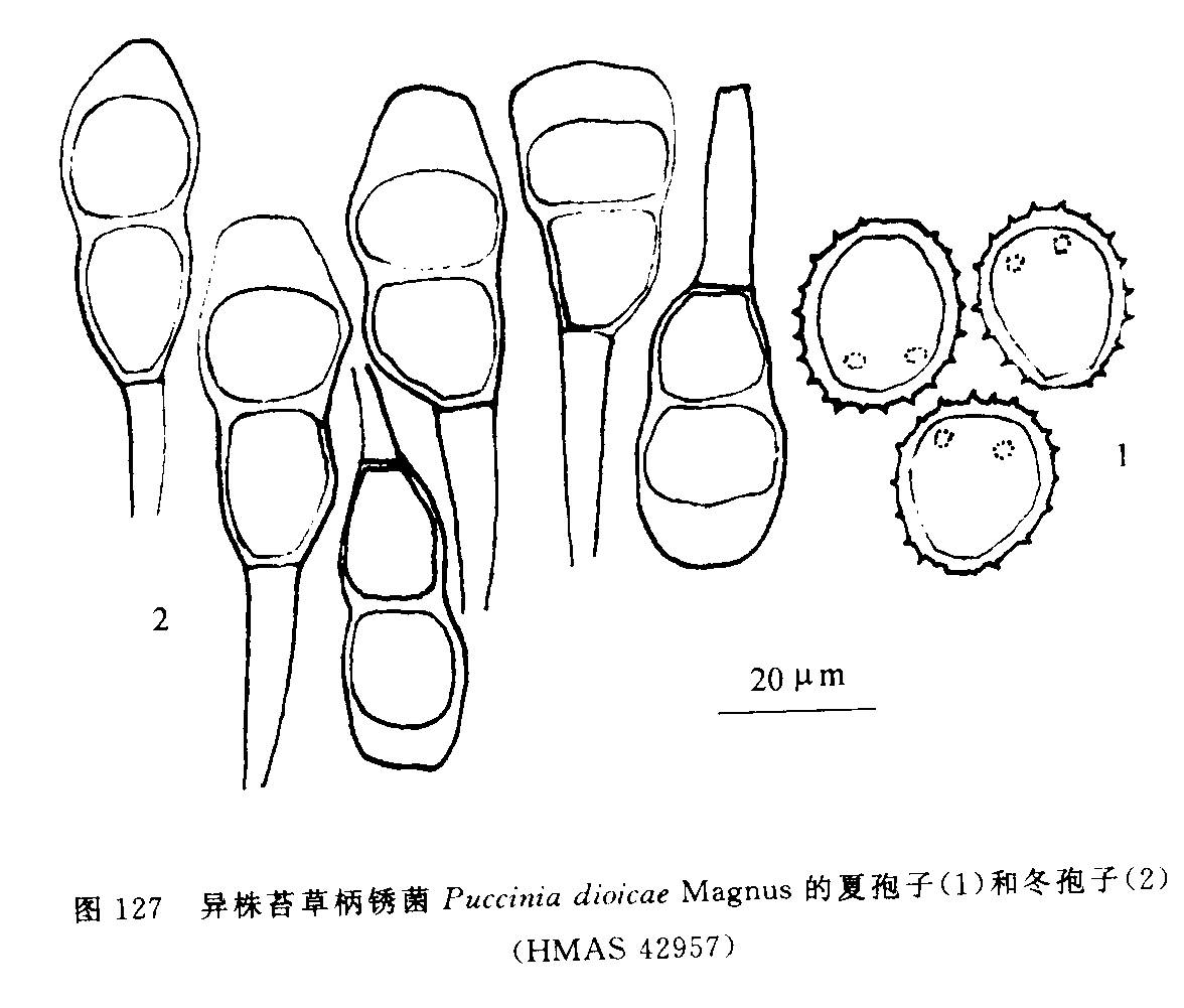 異株苔草柄鏽菌