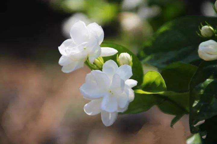 福州茉莉花