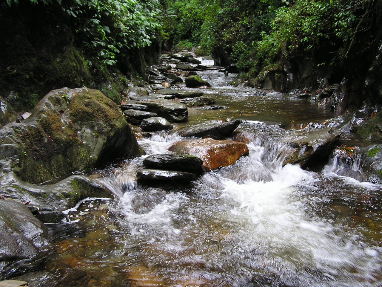 野林