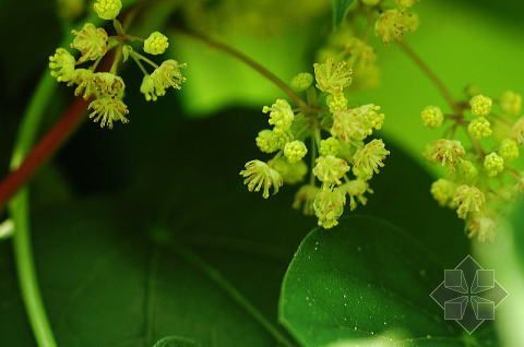 蝙蝠葛（山豆根）