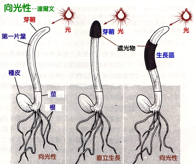 背地性