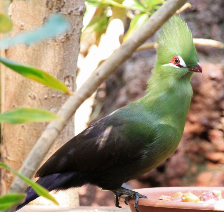 蕉鵑(鵑形目蕉鵑科鳥類)