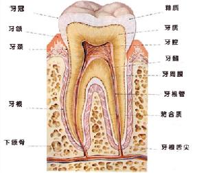 助長新牙基因