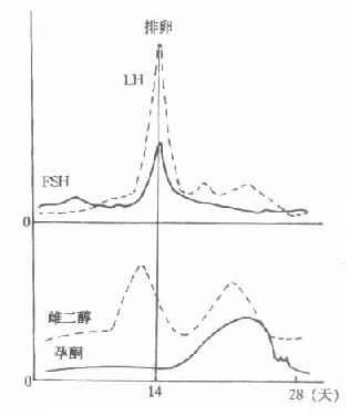 性激素分泌