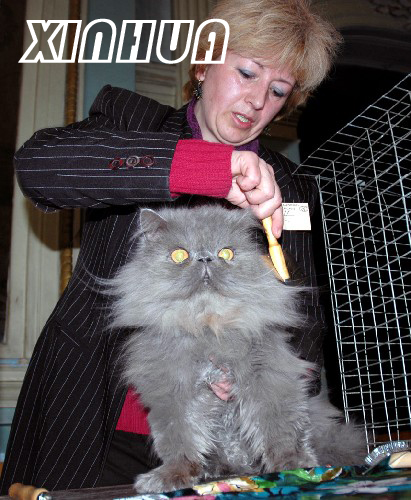 提比里西舉行國際貓展
