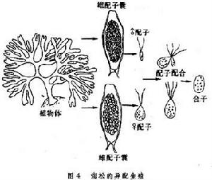 受精（植物）