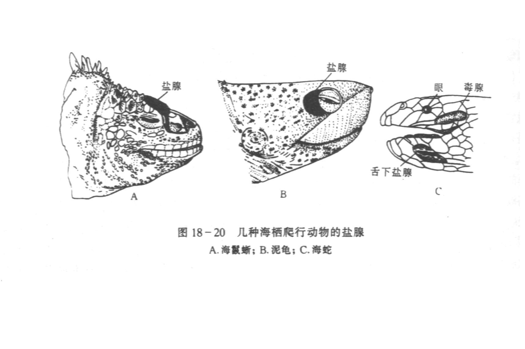 腺養胎生