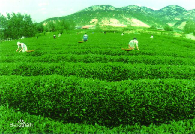 百里綠茶長廊(山東省日照市嵐山區景區)