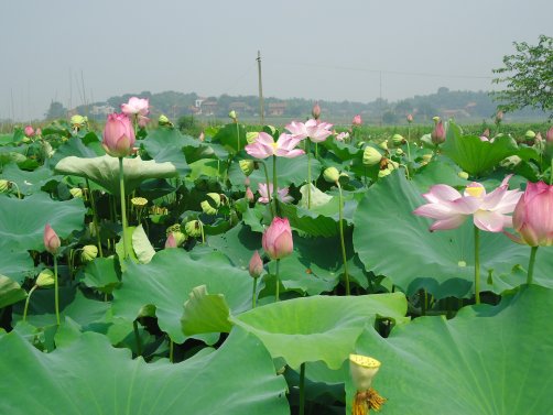 渡普鎮