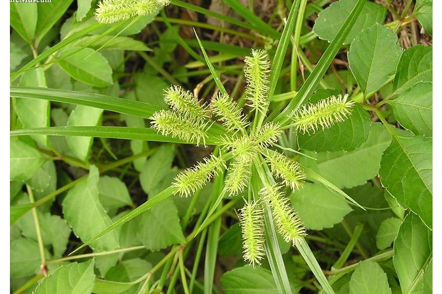 莎狀磚子苗(莎草磚子苗（原變種）)