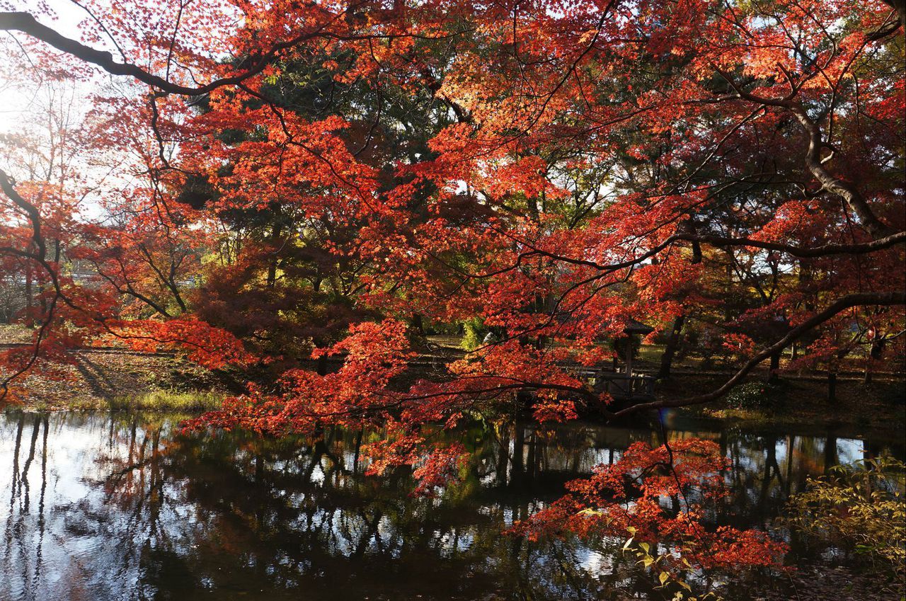 紅葉狩(日本傳說)