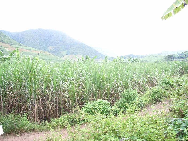 種植業