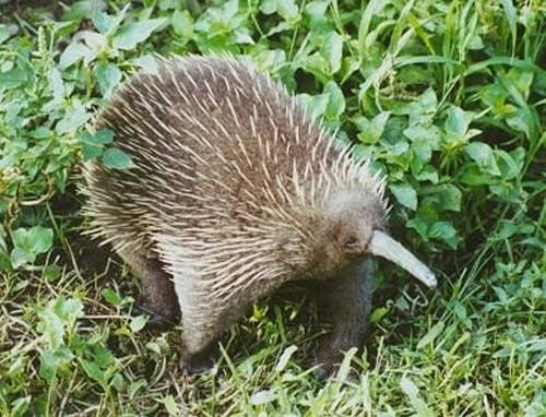 吃貓鼠(傳說動物)