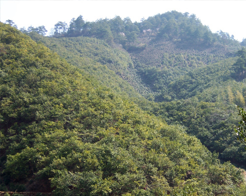 小嶺林場