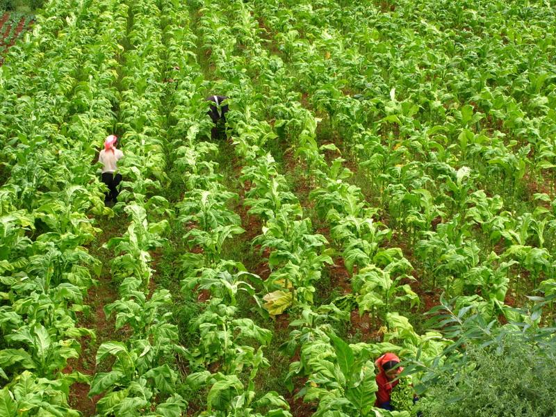 黃草壩小寨村