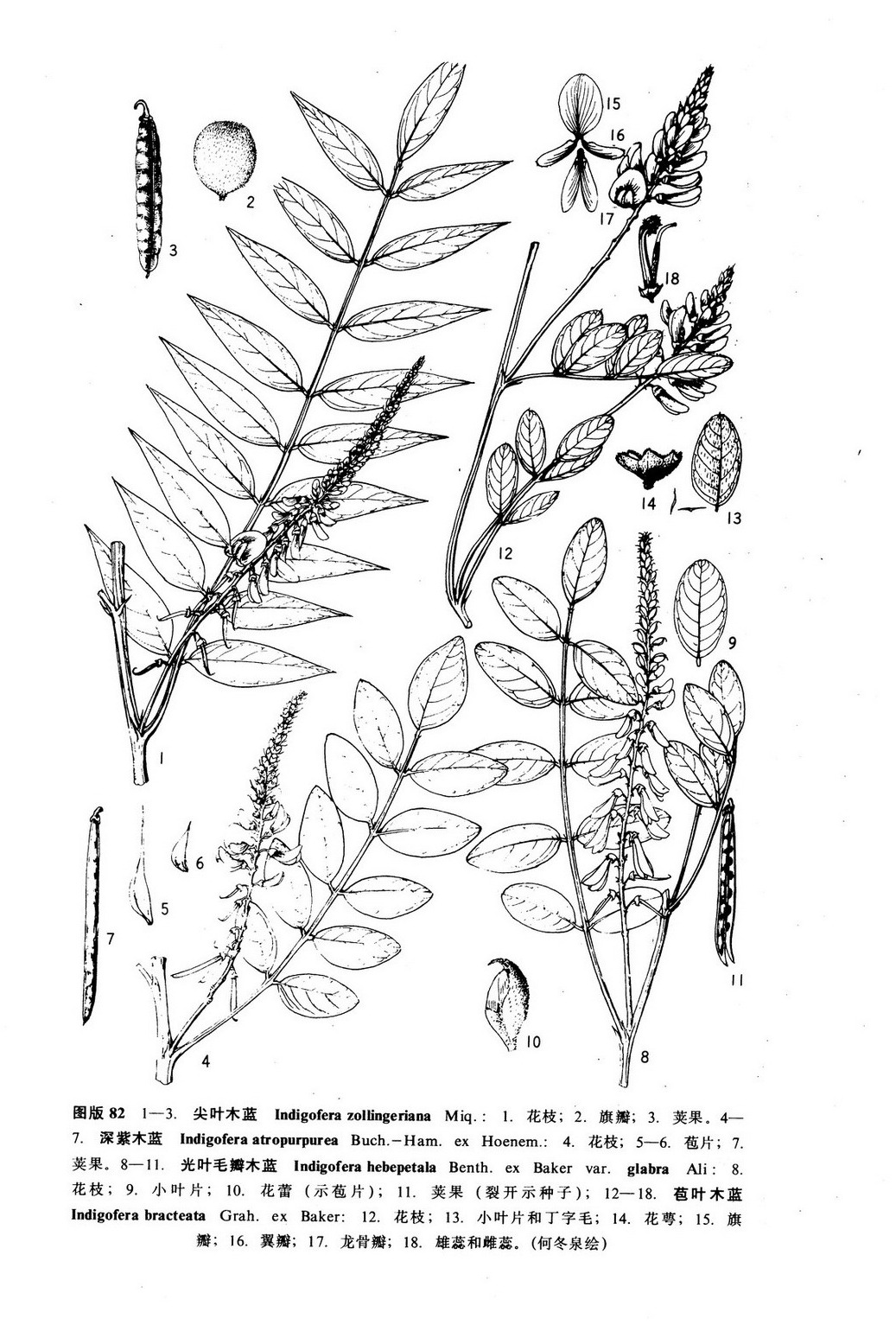 刺莢木藍亞屬