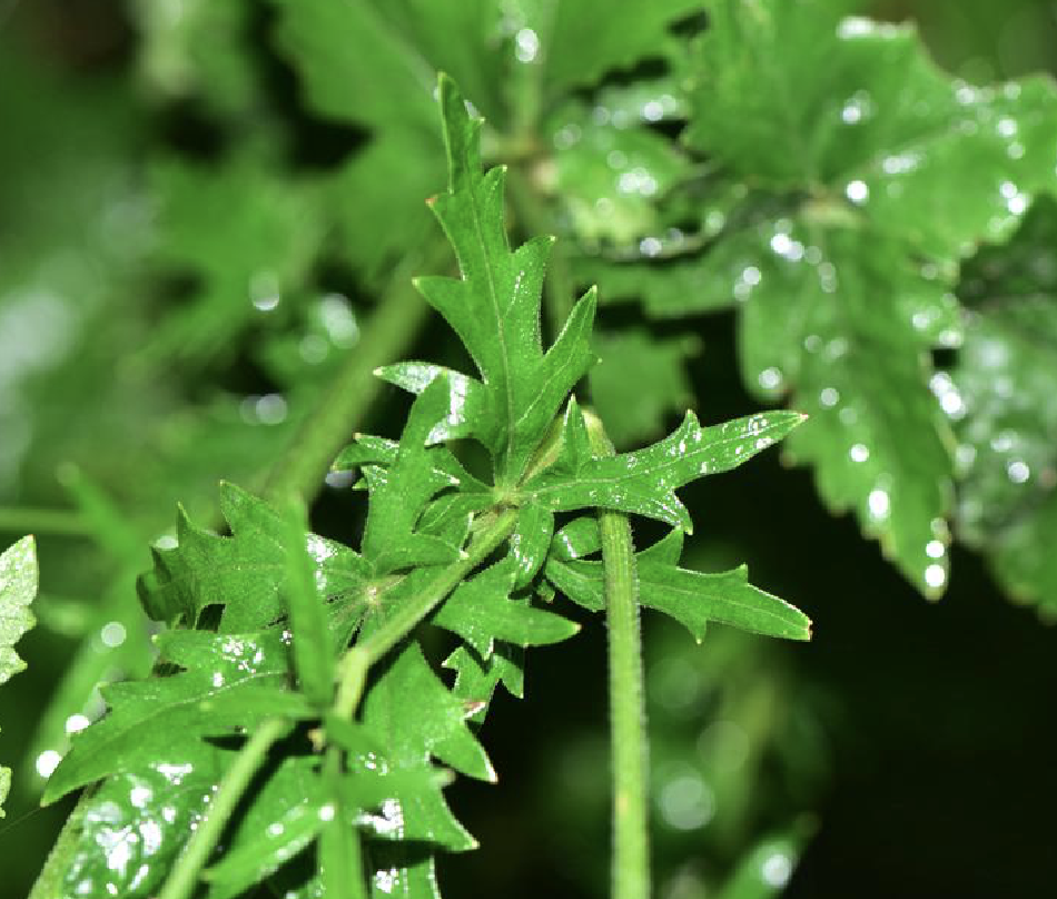 異葉茴芹